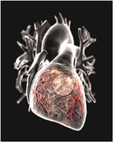 Angiogenic Microvascular Circulation