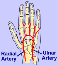 diagram of radial and ulnar arteries