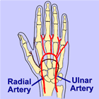 Radial Artery Diagram
